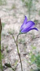 Campanula petiolata
