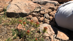 Castilleja arachnoidea