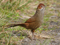Dasyornis broadbenti