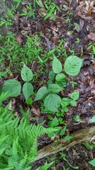 Hylodesmum glutinosum