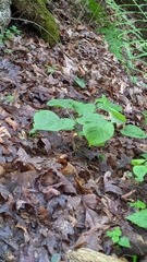 Hylodesmum glutinosum