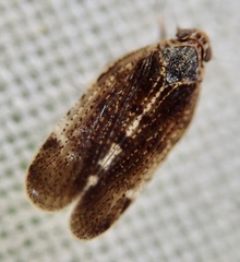 Tachycixius pilosus