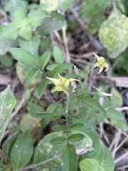 Solanum pimpinellifolium