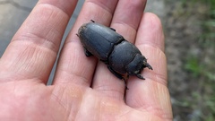 Serrognathus titanus castanicolor