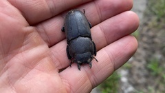 Serrognathus titanus castanicolor