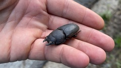 Serrognathus titanus castanicolor