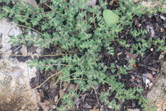 Euphorbia cozumelensis