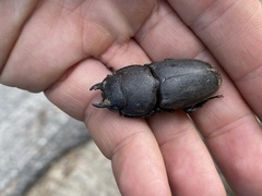 Serrognathus titanus castanicolor