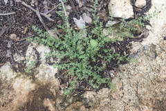 Euphorbia cozumelensis