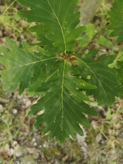 Quercus frainetto