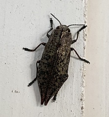 Poecilonota cyanipes