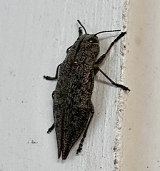 Poecilonota cyanipes