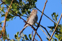 Spizella breweri taverneri