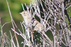 Spizella breweri breweri