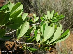 Erythroxylum platyclados