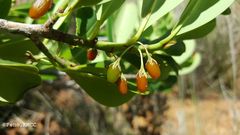 Erythroxylum platyclados