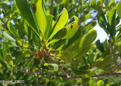 Erythroxylum platyclados