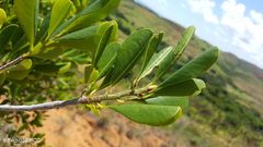 Erythroxylum platyclados