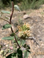 Phacelia mutabilis
