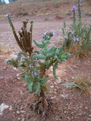 Phacelia integrifolia