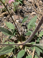 Phacelia mutabilis