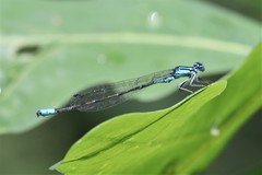 Enallagma divagans