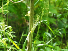 Elymus hystrix