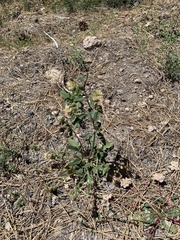 Phacelia mutabilis