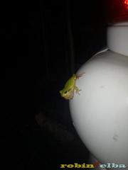 Hyla sarda