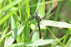 Gomphurus