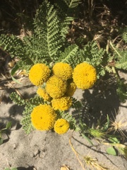 Tanacetum bipinnatum