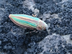 Buprestis striata