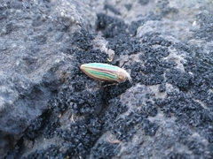 Buprestis striata