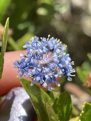 Ceanothus thyrsiflorus thyrsiflorus