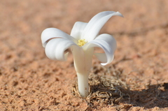 Gethyllis ciliaris