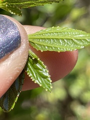 Ceanothus thyrsiflorus thyrsiflorus