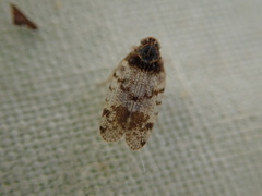 Tachycixius pilosus