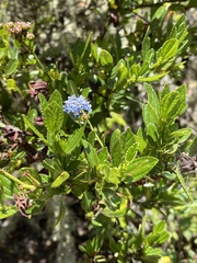 Ceanothus thyrsiflorus thyrsiflorus