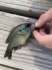 Lepomis gibbosus × cyanellus