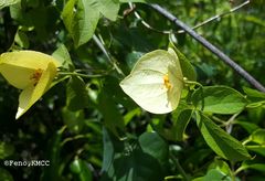 Dalechampia subternata