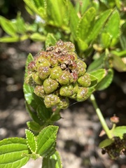 Ceanothus thyrsiflorus thyrsiflorus