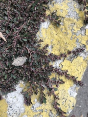 Anisophyllum