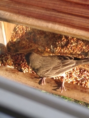 Haemorhous mexicanus