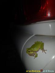 Hyla sarda