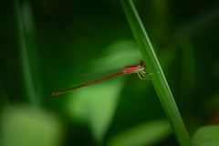 Agriocnemis femina oryzae