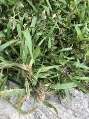 Poaceae