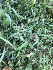 Poaceae