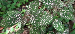 Hypoestes phyllostachya