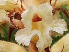 Orobanche amethystea