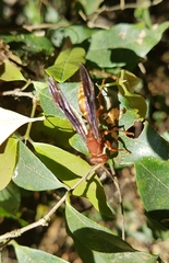 Polistes mexicanus